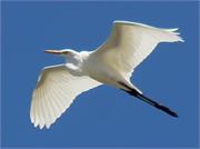 Egret1