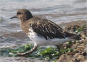 Turnstone1